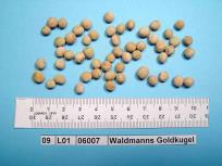 Click for 4 image(s) for this accession. Image